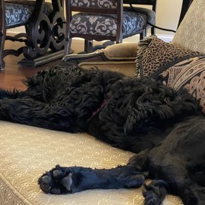 Meet your Posher, Brad